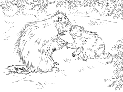 North American Porcupine With Baby Coloring Page